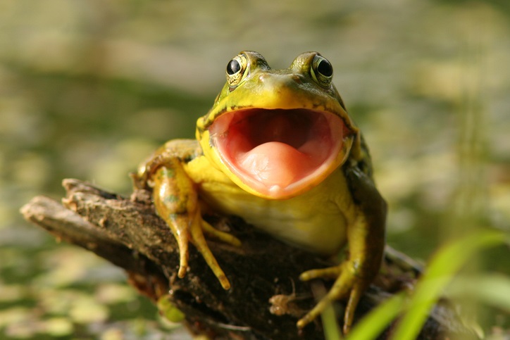 Foto: IStock.