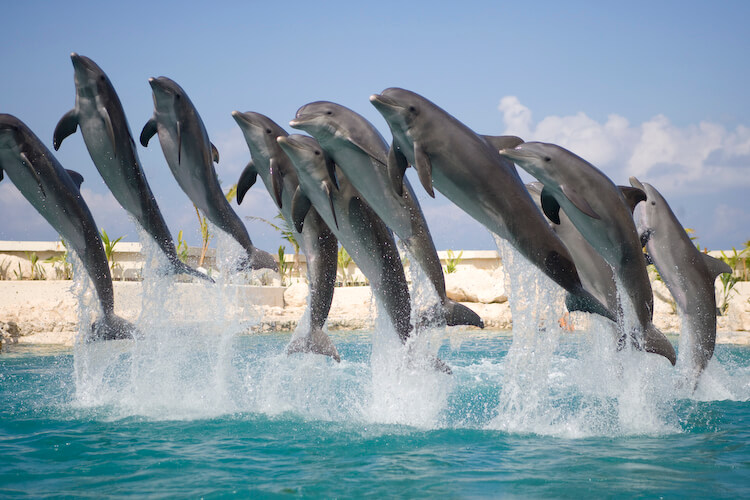 Foto: Dolphinaris.