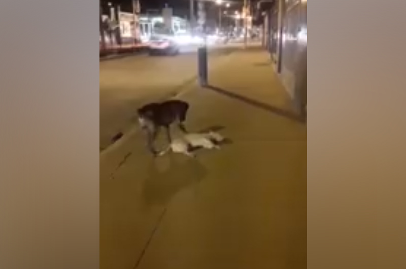 perro1