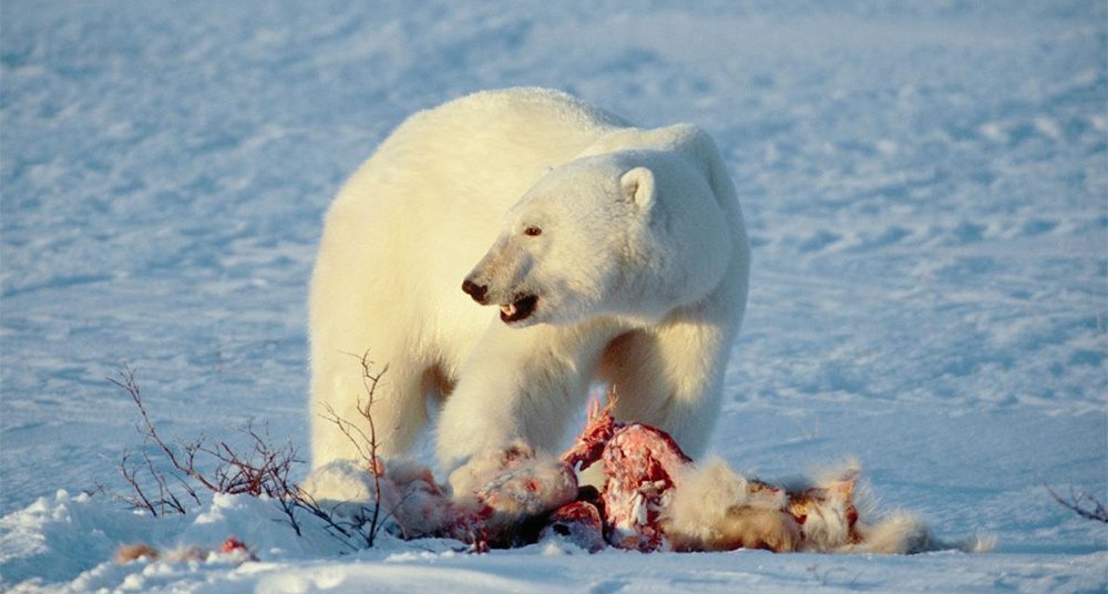 Foto: National Geographic.