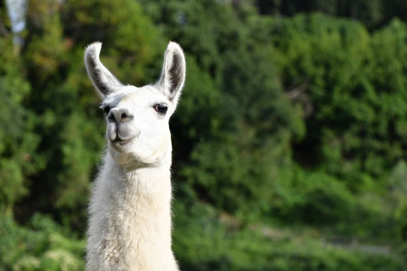 Winter, la llama que es la nueva esperanza contra COVID-19