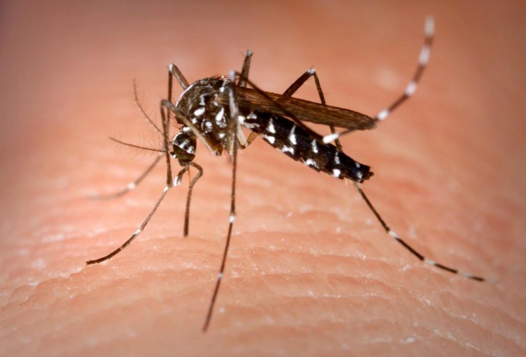 En Sinaloa los casos de dengue aumentan un 172% respecto al 2019