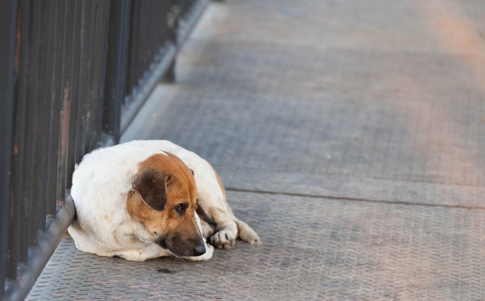 Perrito espera a su dueño en el puente donde se suicidó