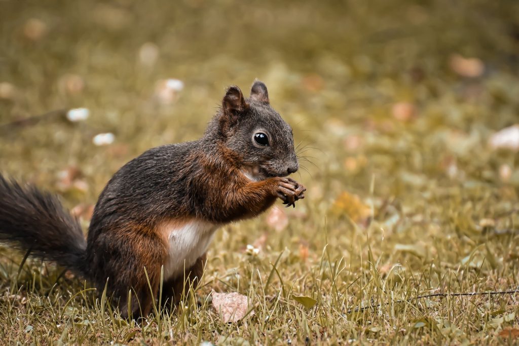 Encuentran ardilla con peste bubónica en Estados Unidos