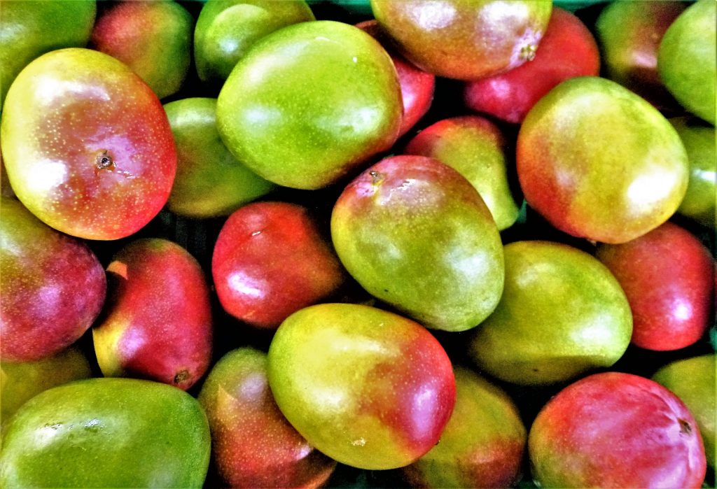 Exportarán mango de Sinaloa a Europa, por fin sabrán lo que es bueno.