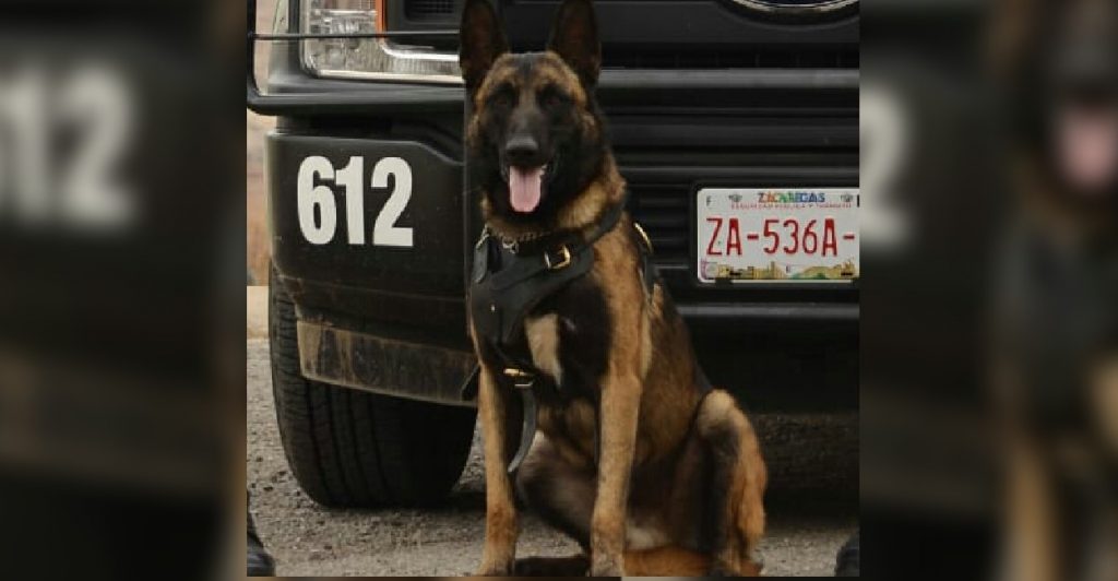 Apuñalan a perro policía cuando intentaba detener a un hombre