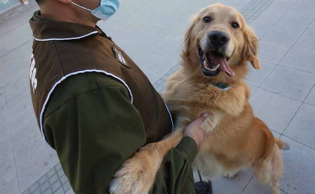 Perros entrenados logran identificar el 94% de casos covid-19