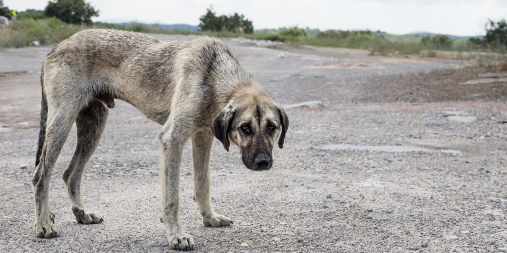 abandono animal sinaloa