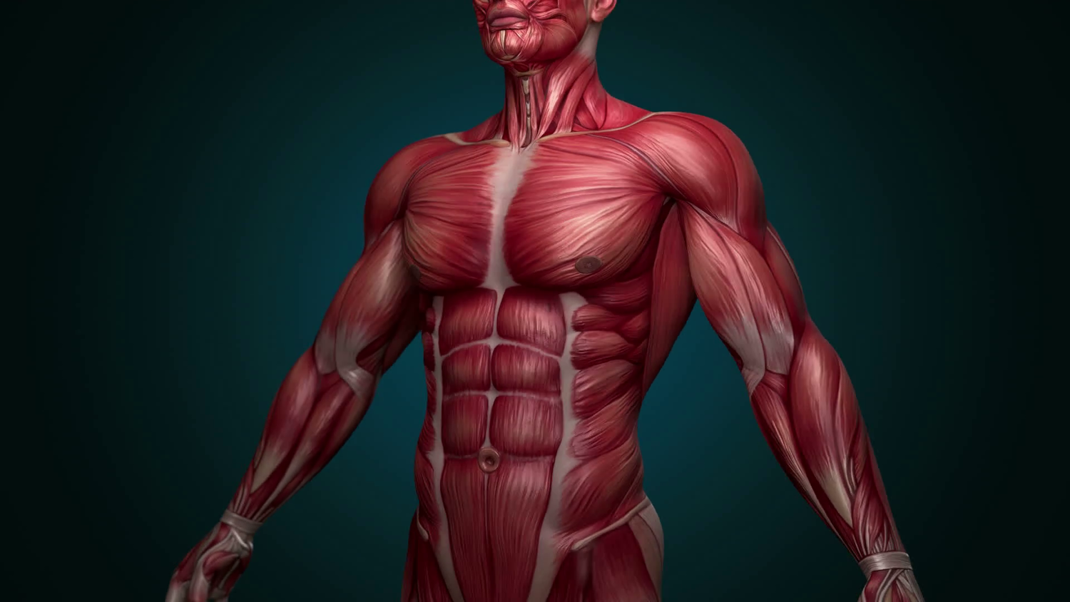 Sistema Muscular Cuantos Musculos Tiene El Cuerpo Humano - kulturaupice