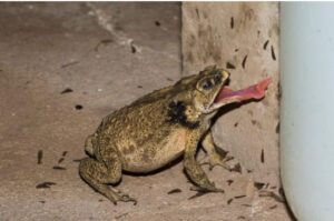 Anfibios como lagartijas y sapos son inofensivos y vitales para el control de insectos