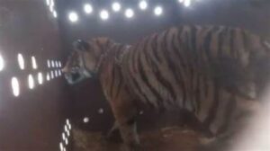Tigre de bengala asegurado permanece en cuarentena y monitoreado para su posible traslado a Ostok