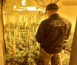 FGR asegura en cateo plantas de marihuana