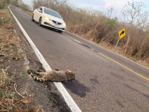 Estudio revela el alto impacto que sufren las especies en las carreteras de Sinaloa; desde la UAS buscan fomentar su cuidado