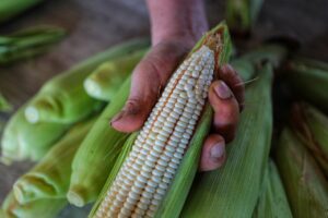 “La propuesta que nos presentaron para el maíz no cubre las expectativas”: Liga de Comunidades Agrarias en Sinaloa