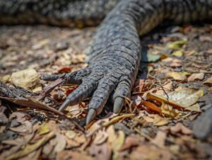 “Este animal fue mutilado, se llevaron las patas y esto incurre en un delito”: PC