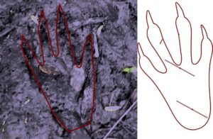 Cinco cocodrilos son localizados en el Río Humaya y Tamazula, en las inmediaciones del Parque Las Riberas