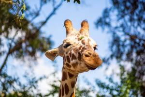 Zoológico de Culiacán informa el fallecimiento de jirafa desaparecida
