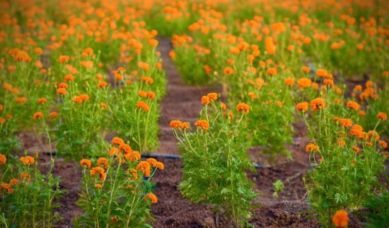 Campo de Sempasuchil en Guamuchil