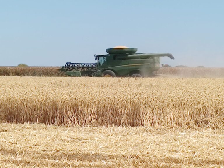 ¡Son 500 millones! Productores de trigo en Sinaloa piden apoyo del gobernador Rocha para que les paguen adeudos Cosechas de trigo en Sinaloa