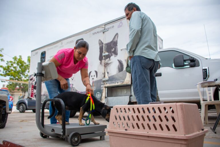 Esterilización de perros