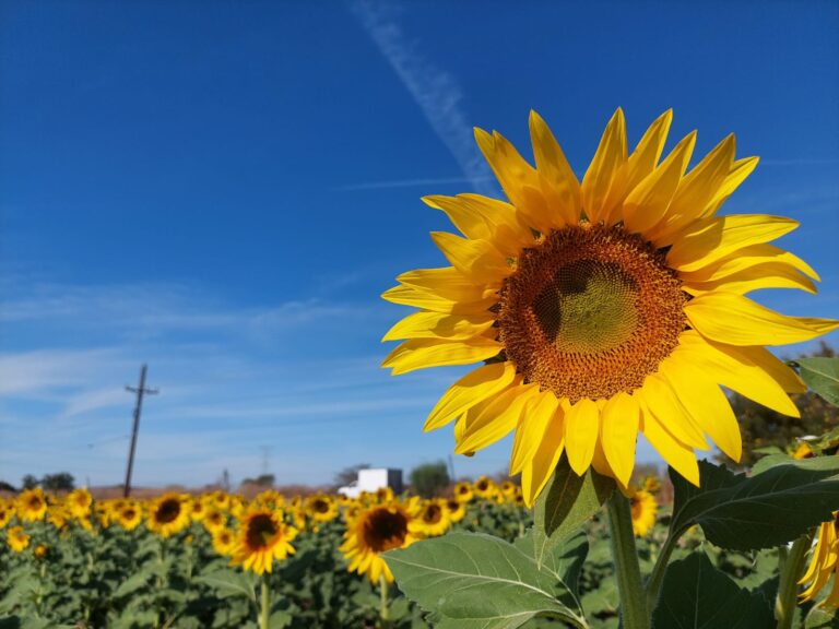 Girasoles en Mocorito