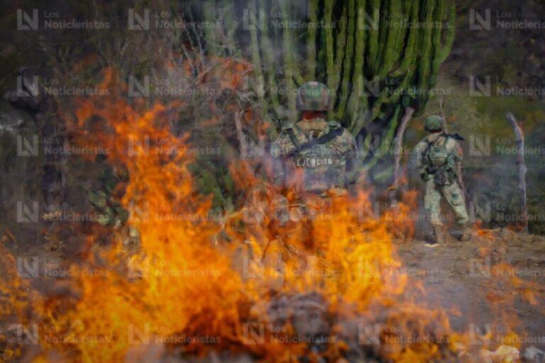 Éjercito destruye plantíos de mariguana en Sinaloa