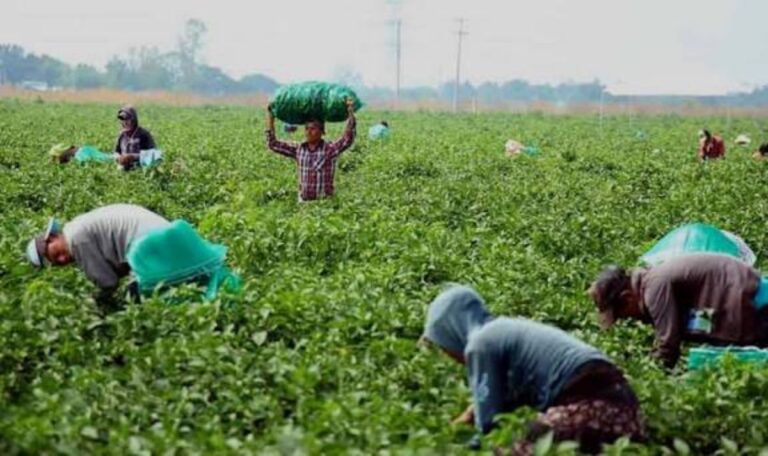 Jornaleros en el estado de Sinaloa