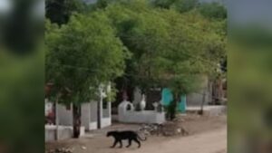 Es noticia falsa sobre pantera en El Ranchito