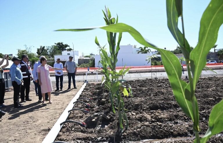 Claudia Sheinbaum visita en Sinaloa