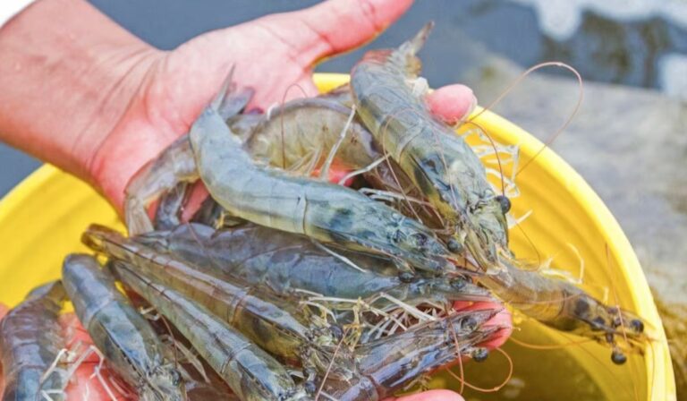 Arranca veda del camarón en el Pacífico; Sinaloa cierra temporada con casi 8 mil toneladas Inicia veda del camarón