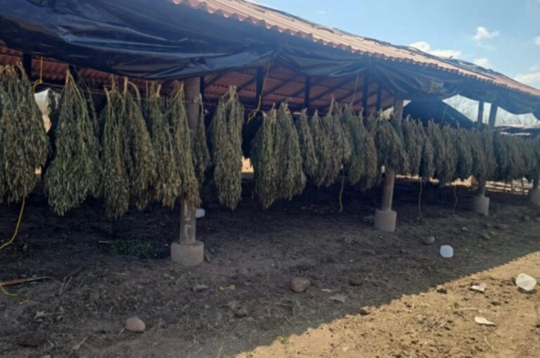 Militares aseguran droga en Sinaloa