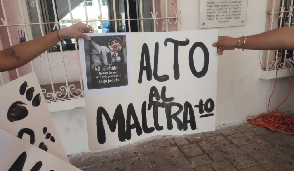 Gatita sería cremada y encontraron su cuerpo abandonado en Mazatlán, Sinaloa; exigen justicia y atención del gobierno