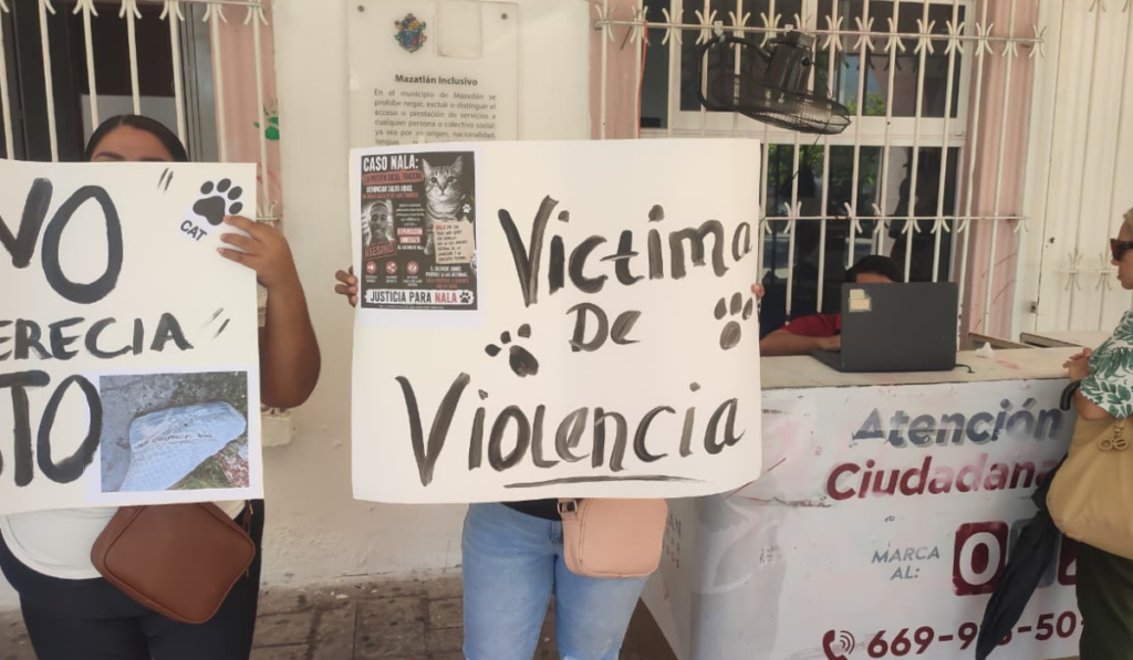 Gatita sería cremada y encontraron su cuerpo abandonado en Mazatlán, Sinaloa; exigen justicia y atención del gobierno