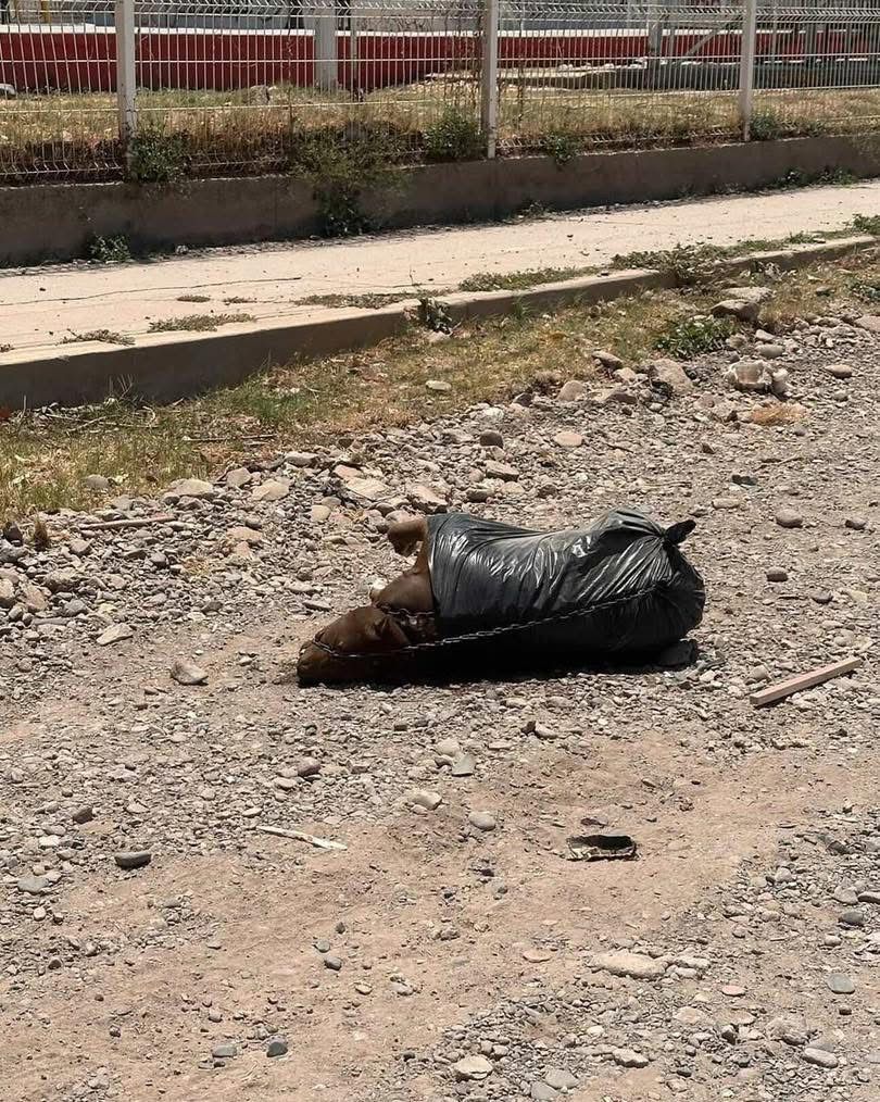 Fundación Laika denuncia presunto caso de crueldad animal