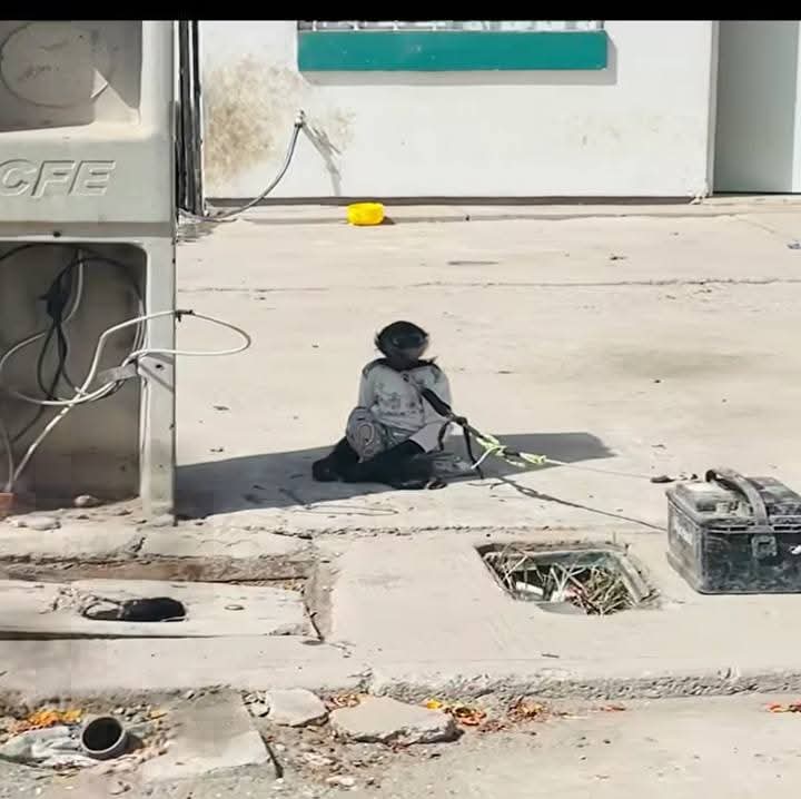 Abandonan a mono en Los Virreyes de Los Mochis, Sinaloa