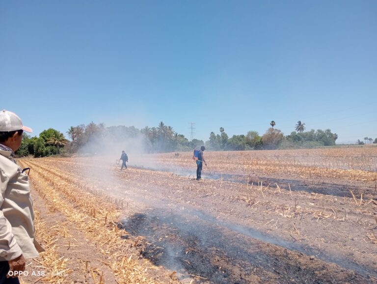 Primera multa por quema de soca en Guasave fue de 3 mil 500 pesos; pudo alcanzar hasta 100 mil Primera multa por quema de soca en Guasave fue de 3 mil 500 pesos; pudo alcanzar hasta 100 mil