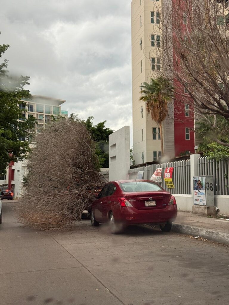 Tras fuertes vientos registrados este miércoles, un árbol cae sobre el cofre de un auto en el sector Tres Ríos de Culiacán, Sinaloa