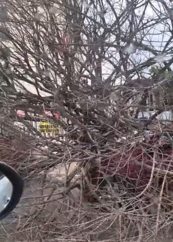 Tras fuertes vientos registrados este miércoles, un árbol cae sobre el cofre de un auto en el sector Tres Ríos de Culiacán, Sinaloa