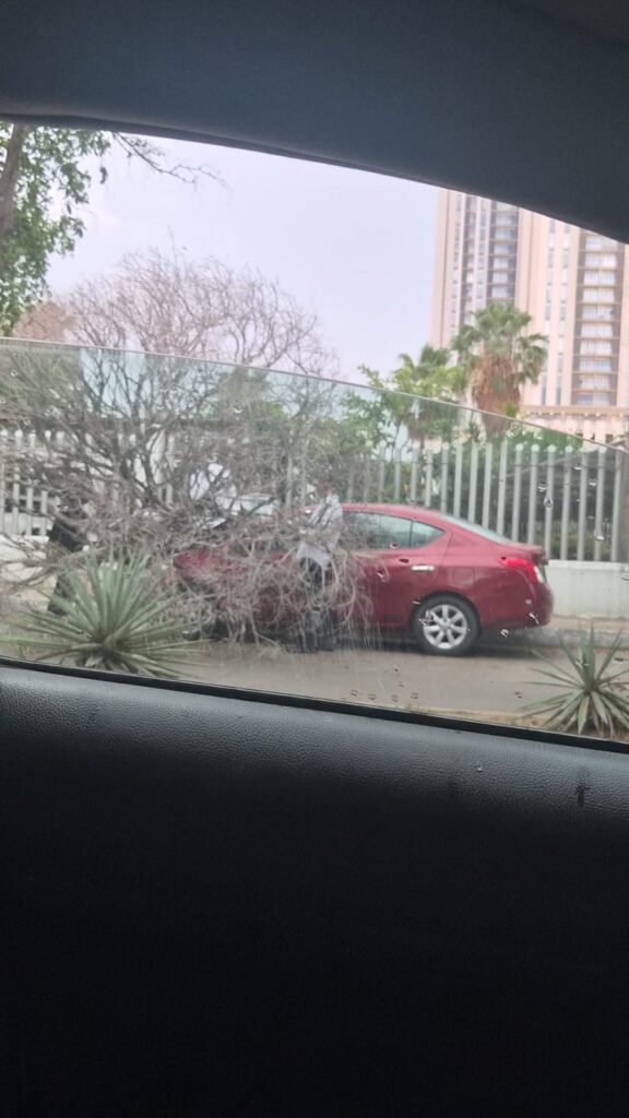 Tras fuertes vientos registrados este miércoles, un árbol cae sobre el cofre de un auto en el sector Tres Ríos de Culiacán, Sinaloa