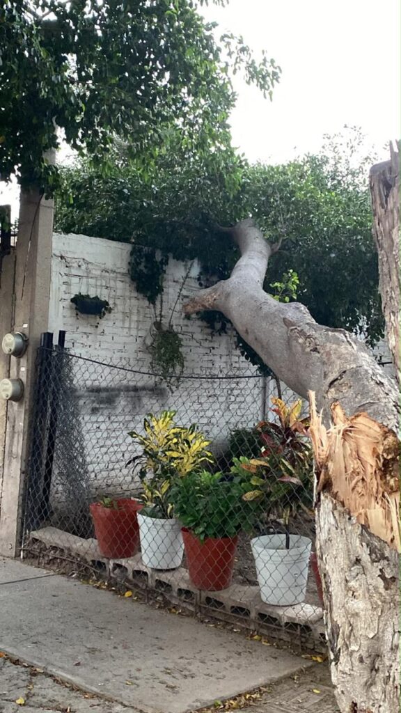 Protección Civil atiende 10 emergencias por fuertes vientos en Culiacán; no se reportan lesionados