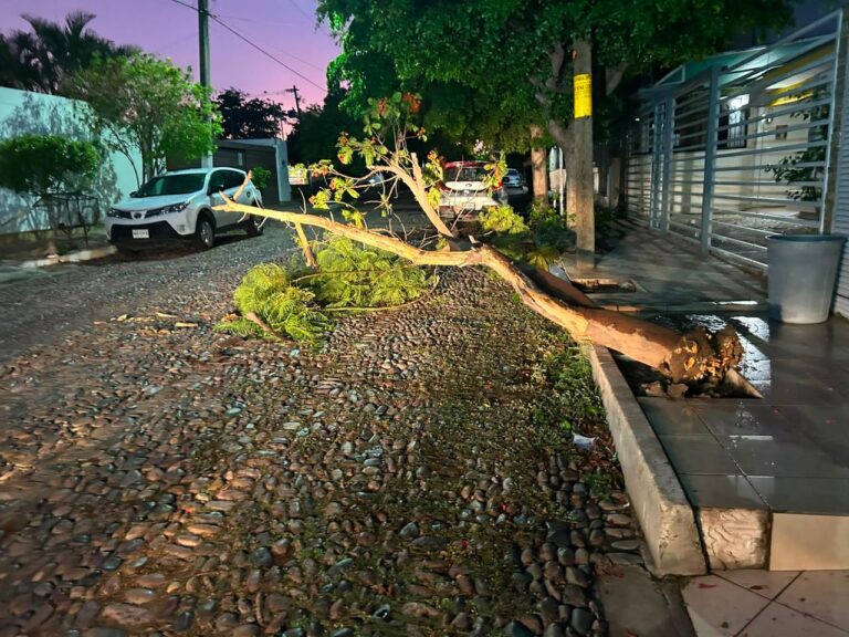 Protección Civil atiende 10 emergencias por fuertes vientos en Culiacán; no se reportan lesionados Protección Civil atiende 10 emergencias por fuertes vientos en Culiacán; no se reportan lesionados