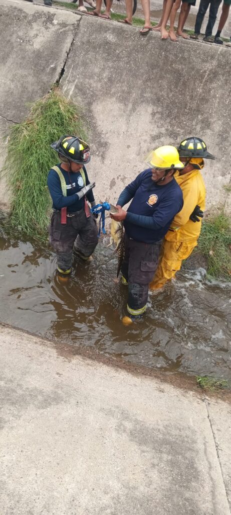 Bomberos capturan cocodrilo en canal pluvial de Santa Fe, Mazatlán, tras reporte de vecinos