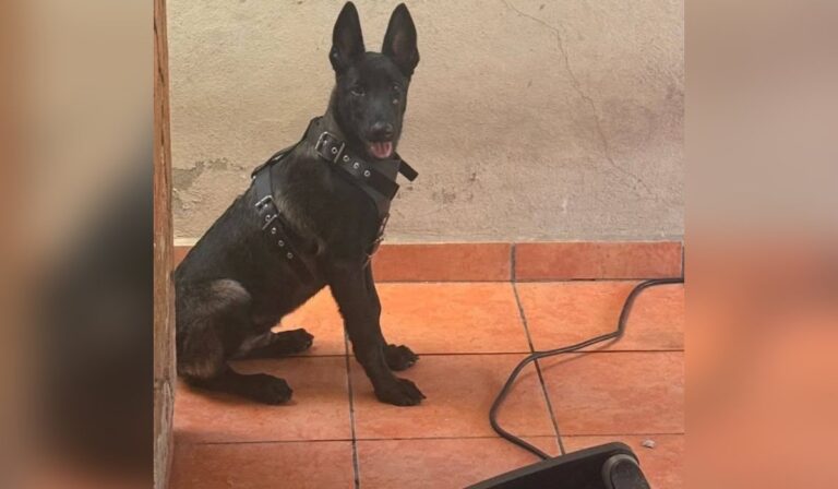 Secuestran a Valentín, un perro belga; lo subieron a un vehículo en la colonia Álamos 1, en Los Mochis, Sinaloa