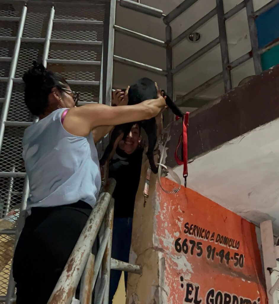 Rescatan a 8 perritos y encuentran bolsas con restos de otros animales al interior de una casa en Culiacán