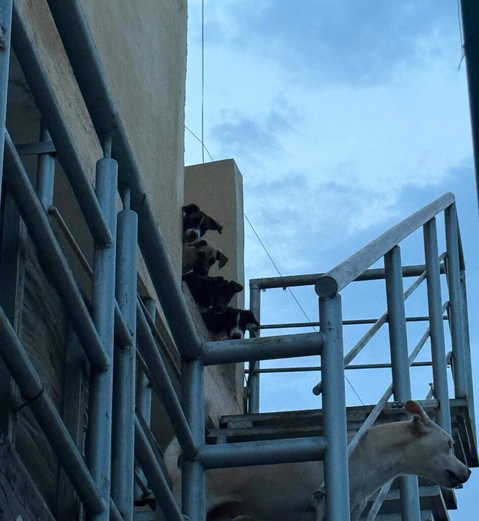 Rescatan a 8 perritos y encuentran bolsas con restos de otros animales al interior de una casa en Culiacán