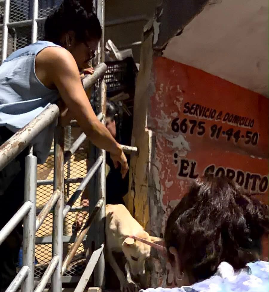 Rescatan a 8 perritos y encuentran bolsas con restos de otros animales al interior de una casa en Culiacán
