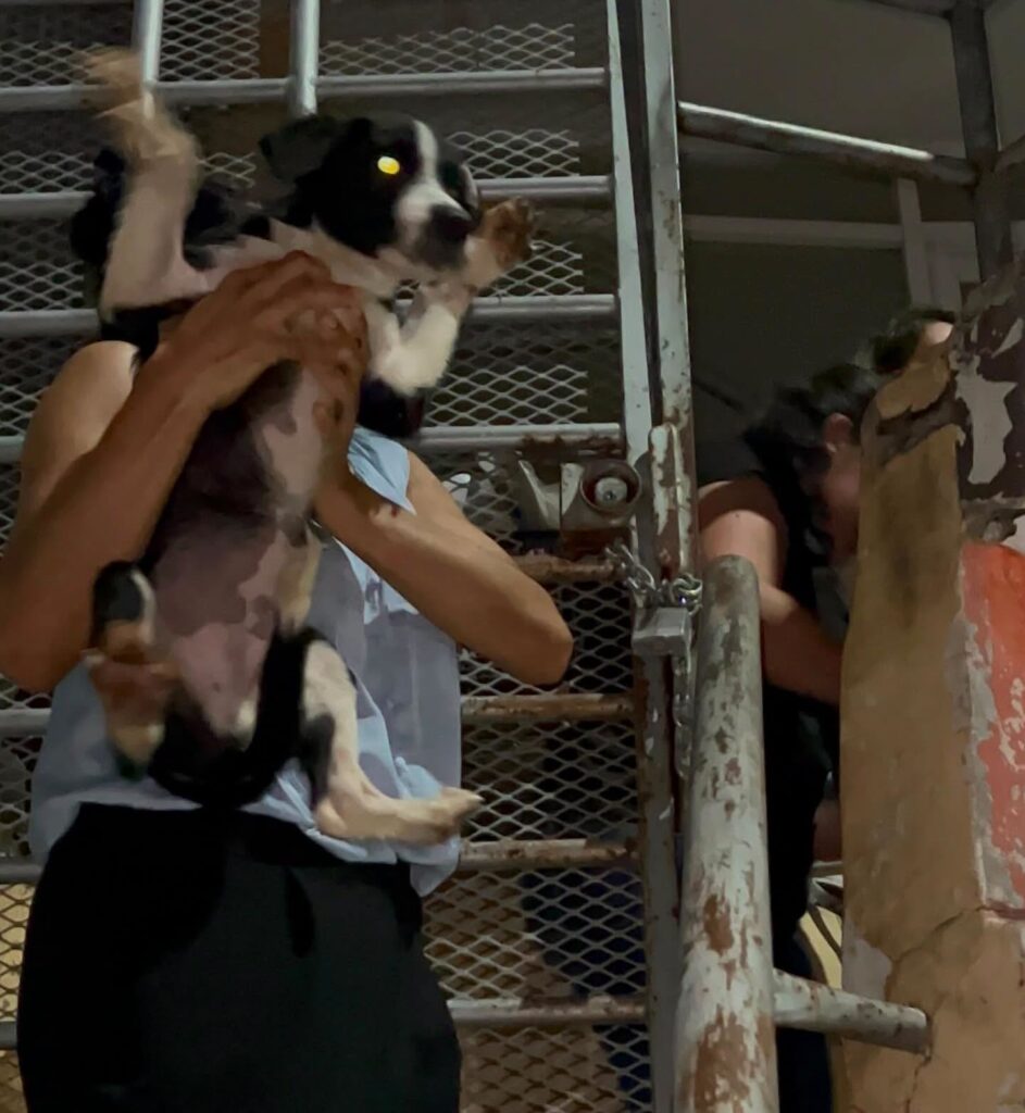 Rescatan a 8 perritos y encuentran bolsas con restos de otros animales al interior de una casa en Culiacán