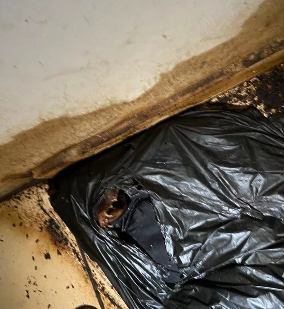 Rescatan a 8 perritos y encuentran bolsas con restos de otros animales al interior de una casa en Culiacán