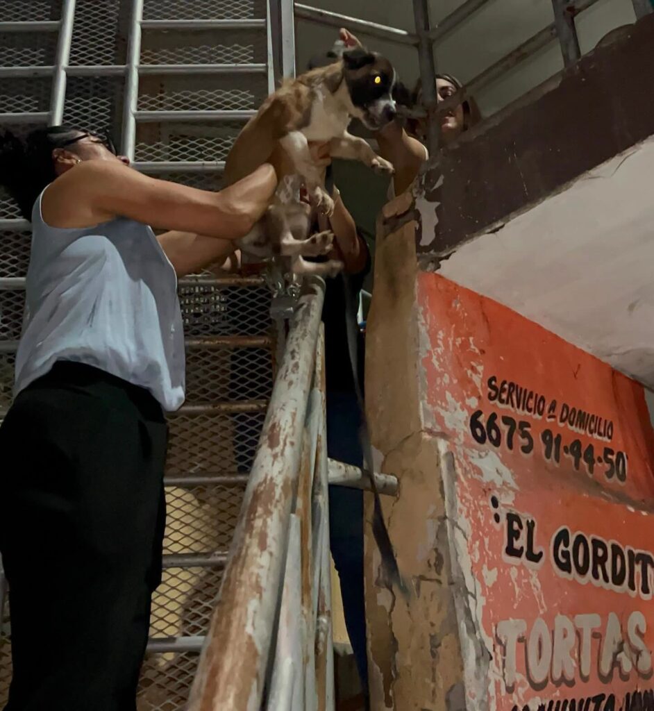 Rescatan a 8 perritos y encuentran bolsas con restos de otros animales al interior de una casa en Culiacán
