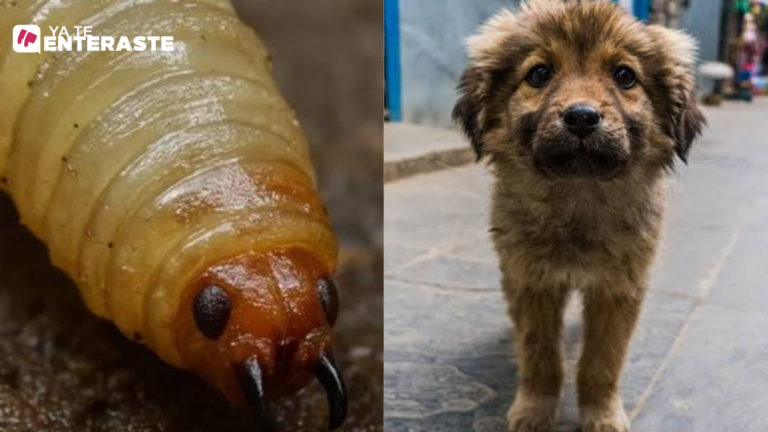 Detecta Senasica presencia del gusano barrenador en mascotas en Sinaloa Detecta Senasica presencia del gusano barrenador en mascotas en Sinaloa